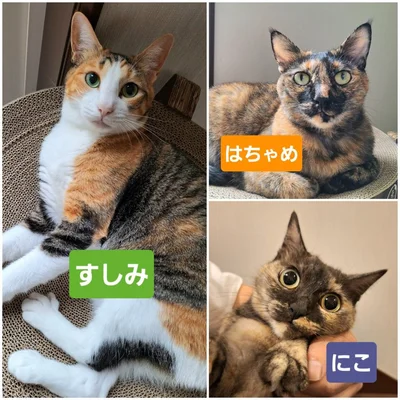 とっても元気な3匹です！▶食事中にお膝で甘えるすしみちゃん（⇒次へ）