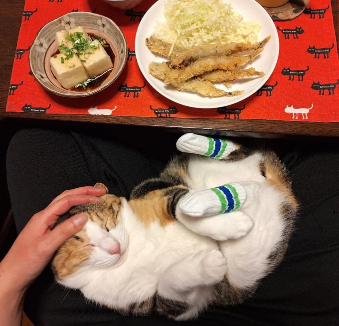 揚げだし豆腐ししゃもフライたべました▶模様が美しいサビ猫コンビ（⇒次へ）