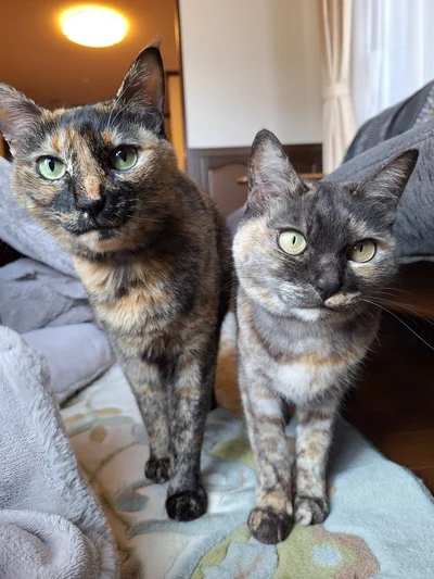 おっとりで優しいにこちゃん、マイペースで一匹狼なはちゃめちゃん▶ちょこんとおすわりするすしみちゃん（⇒次へ）