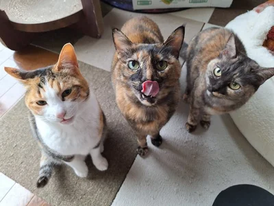 それぞれ個性が光る3匹▶すしみちゃんと猫柄スカジャン（⇒次へ）