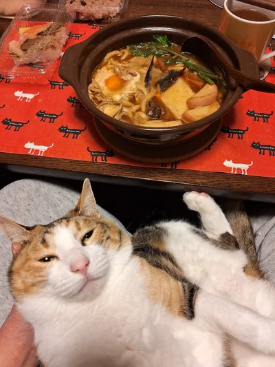 味噌煮込みうどんたべました▶寒い時期は膝に乗りたがるすしみちゃん（⇒次へ）