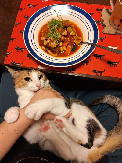 チキンのトマト煮込みたべました▶お腹を見せてリラックス♪（⇒次へ）