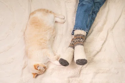 靴下に寄り添うねこ