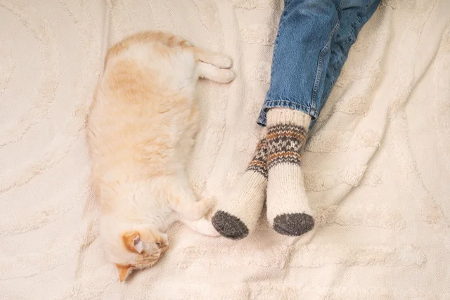 おそろいの靴下を履くネコと飼い主→「これ、猫用じゃないの！？」「真似したい！」