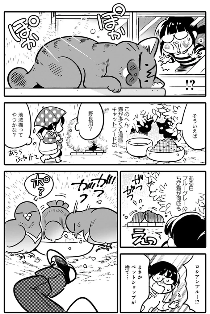 地域猫ってやつかな？