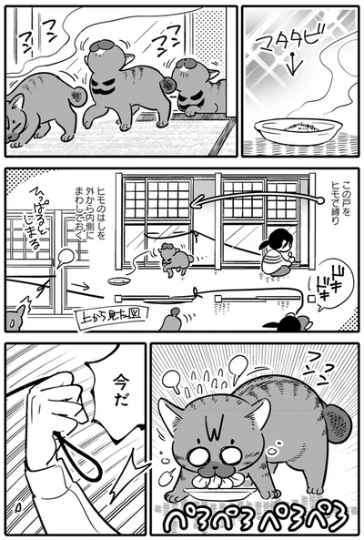 『ブリちゃん日記 猫なら産みたい』より