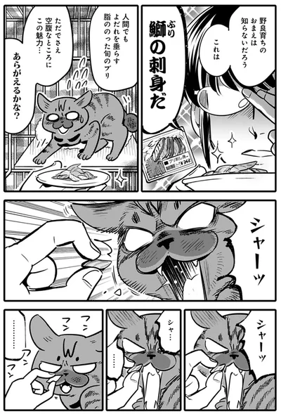 『ブリちゃん日記 猫なら産みたい』より