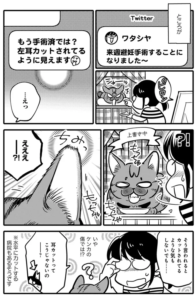 『ブリちゃん日記 猫なら産みたい』より