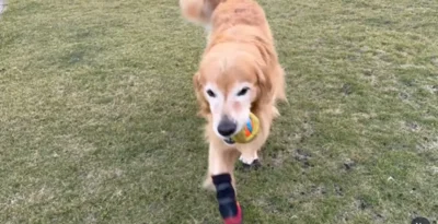 公園でボール遊びをするホットくん▶お風呂もとってもお利口さん（⇒次へ）