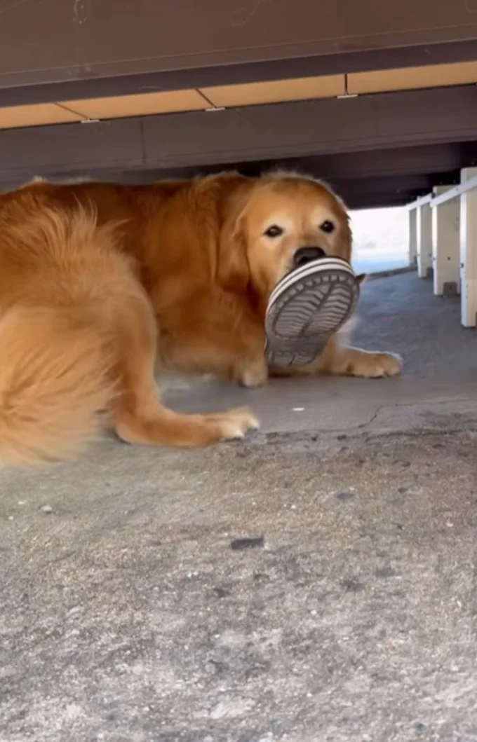 デッキ下に入ってしまったサンダルを取りに行くホットくん▶（次画像からほっこりできる柴犬との実録をえがいた『柴犬ぽんちゃん、今日もわが道を行く』が読めます）
