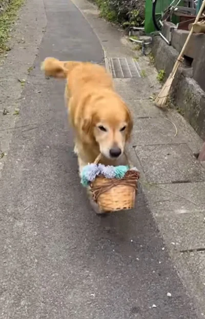 バスケットに入った水筒をルンルンでもってきたホットくん▶普段の様子は？（⇒次へ）