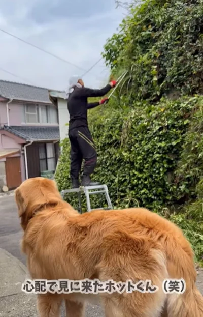 側でじっと見守るホットくん▶飼い主さんにされた”お願い”とは…！？（⇒次へ）