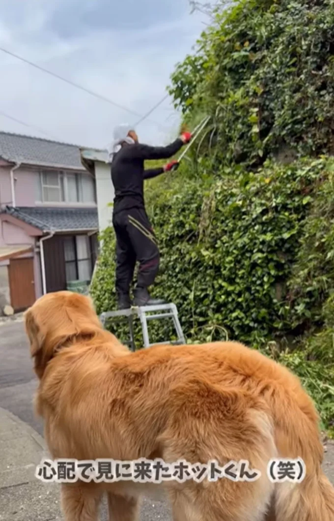 側でじっと見守るホットくん▶飼い主さんにされた”お願い”とは…！？（⇒次へ）