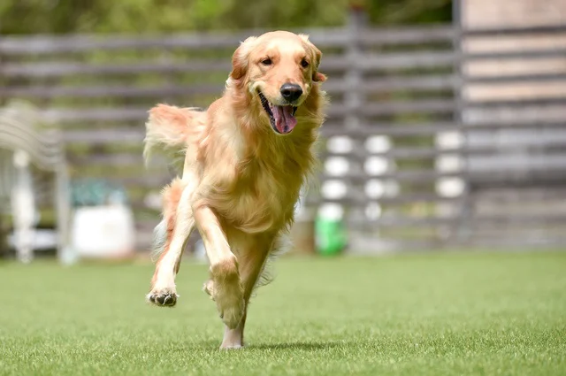 「水筒をもってきてね」→驚くべきワンコの行動に「天才か」「泣ける」