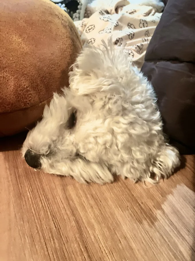 三角形になっちゃう。疲れたのでしょうか？それともみょんみょんされた！？▶帽子をかぶせると（⇒次へ）