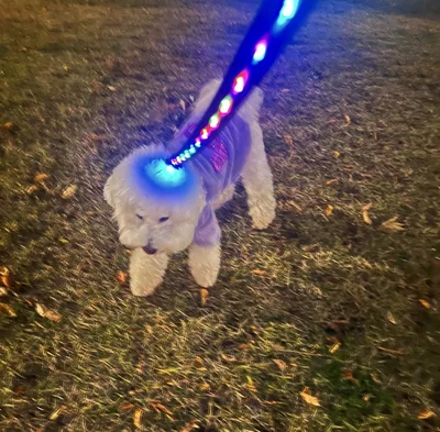 本当にみょんみょん吸い取っているみたいですね（笑）▶そんなパポテちゃんは犬のお友達と遊ぶのがなにより好きで（⇒次へ）