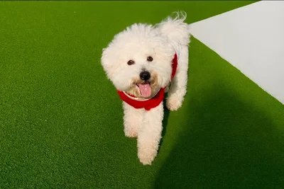 ドッグランでもニコニコ笑顔！▶一方人間には（⇒次へ）