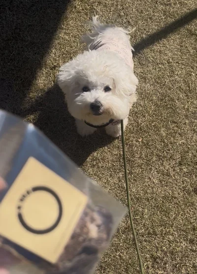 「ククク、人間はそうして犬にオヤツをあげてればいいのさ」とイタズラ大好きな様子▶でも何だかんだで