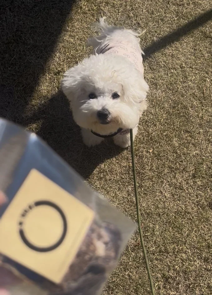 「ククク、人間はそうして犬にオヤツをあげてればいいのさ」とイタズラ大好きな様子▶でも何だかんだで