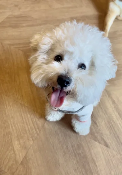 笑顔がかわいいパポテちゃん♪▶ときには、オムツの色と飼い主さんの靴の色がリンクして（⇒次へ）