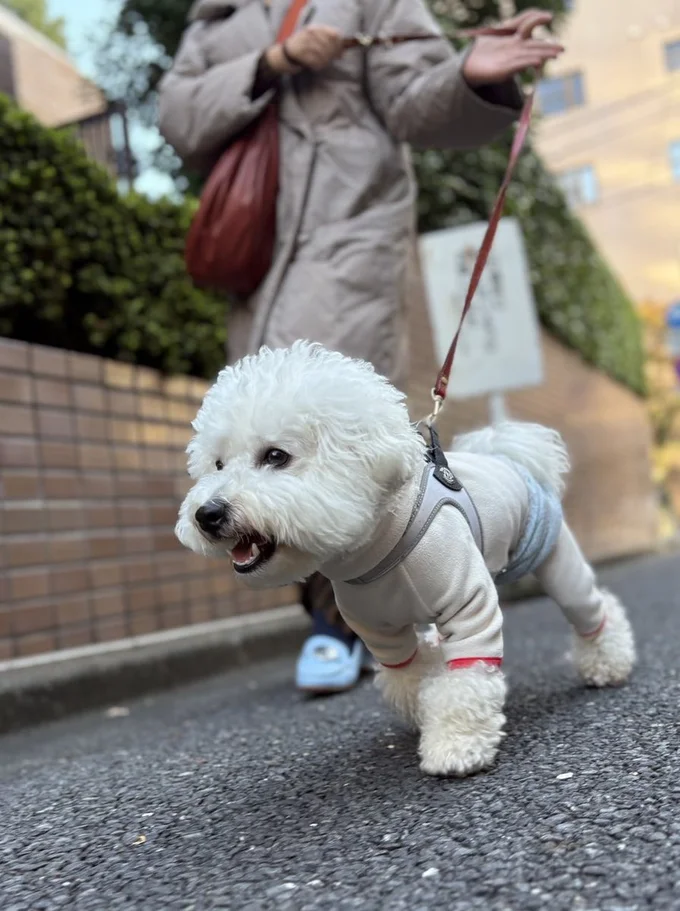 お揃いコーデに！お散歩楽しそうですね！▶好奇心旺盛なパポテちゃんは（⇒次へ）