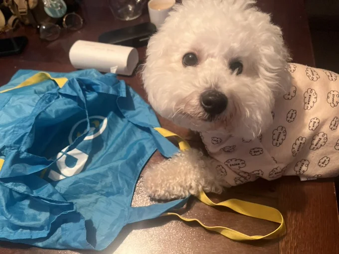 ショッピングバッグ漁り現行犯！▶お散歩大好き、遊ぶの大好きなパポテちゃんは（⇒次へ）