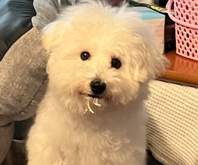 イタズラの記憶は吸い取ってしまえ〜！…飼い主のユーモアあふれる呟きに「私もみょんみょんされたい！」