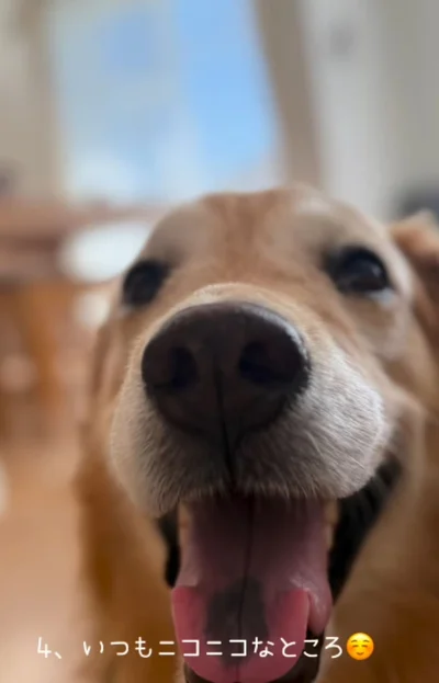 ニコニコ笑顔のきなこちゃん▶一緒に育った次男くんと…（⇒次へ）