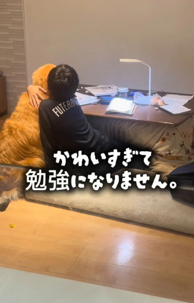 ”犬吸い”しちゃう!かわいすぎて勉強になりません▶ゴールデンレトリバーといえば…(⇒次へ)