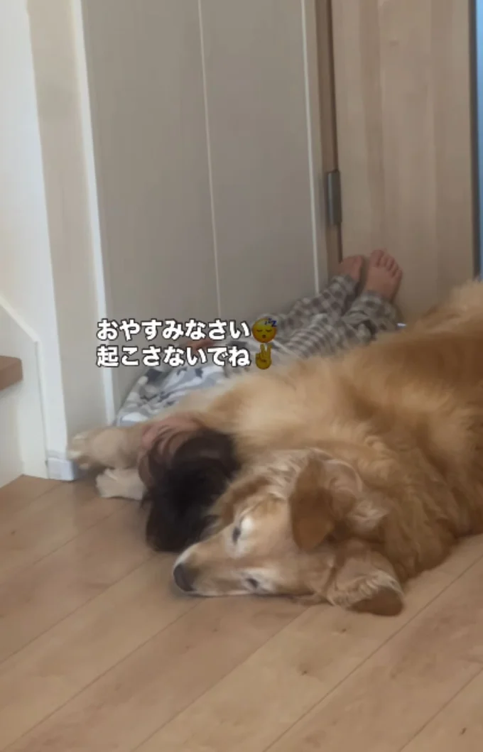 モフモフに包まれて2度寝タイム突入▶保育園に行く前の日課とは!?(⇒次へ)