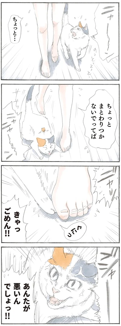 『拾い猫のモチャ』より