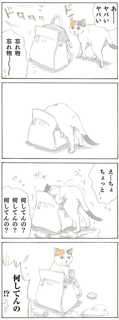 『拾い猫のモチャ』より