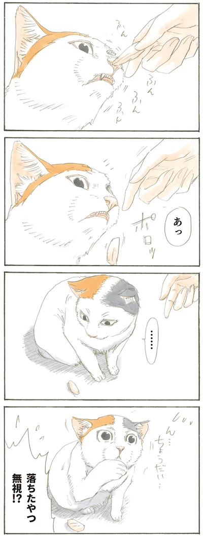 『拾い猫のモチャ』より