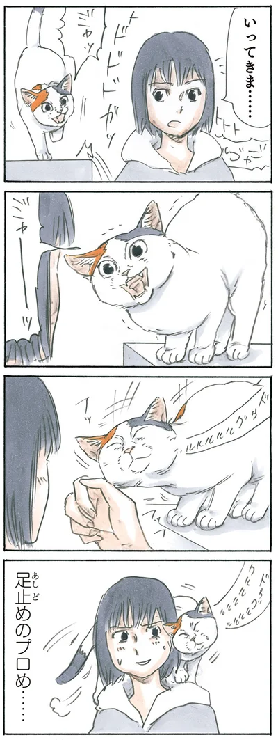 『拾い猫のモチャ3』より