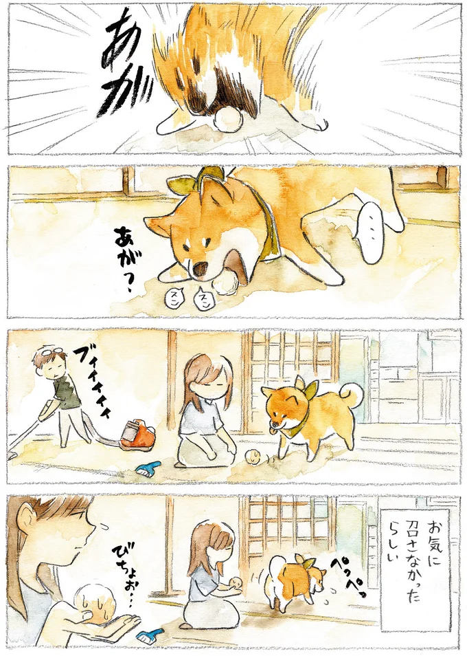 『柴犬ぽんちゃん、今日もわが道を行く』より