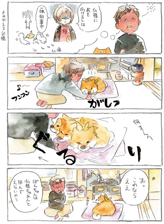 『柴犬ぽんちゃん、今日もわが道を行く』より