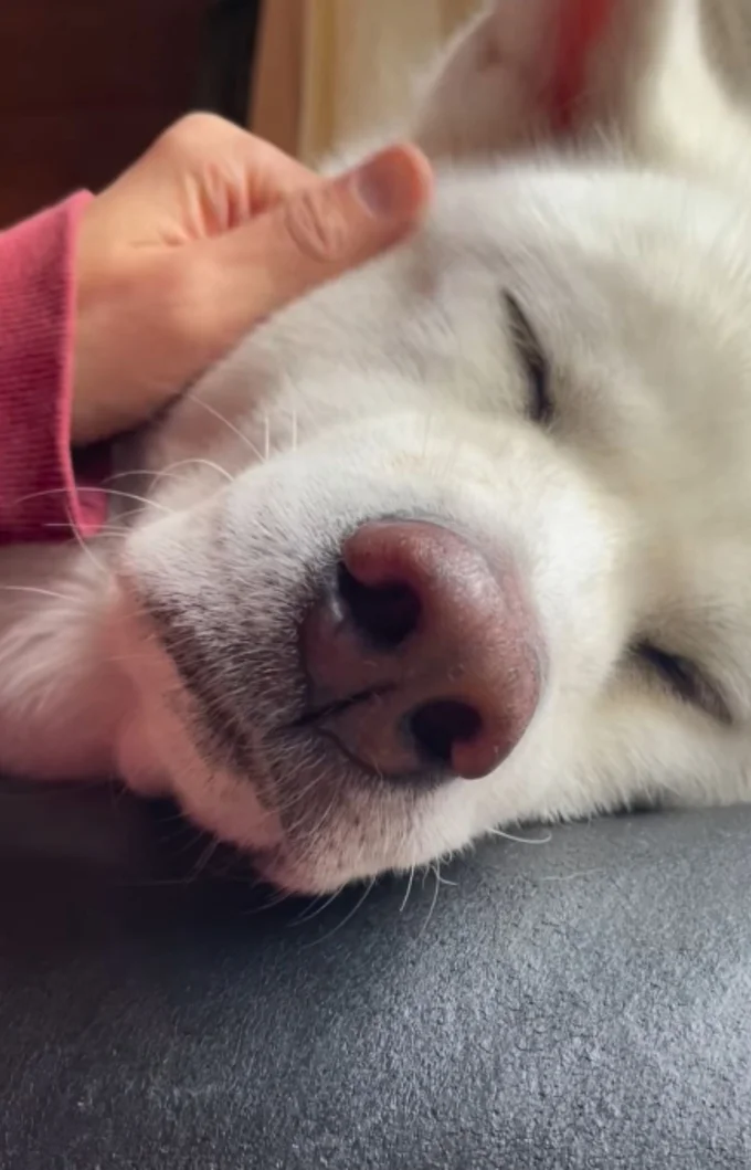 顔を撫でられてウトウト…▶(次画像からマイペースな柴犬との実録をえがいた『柴犬ぽんちゃん、今日もわが道を行く』が読めます)