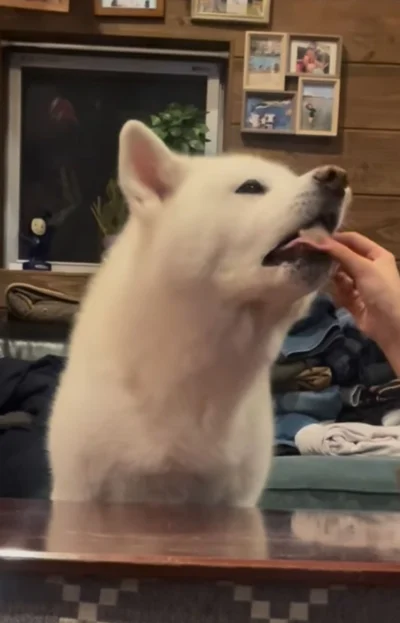 リンゴをパクリ▶もっとほしい！（⇒次へ）