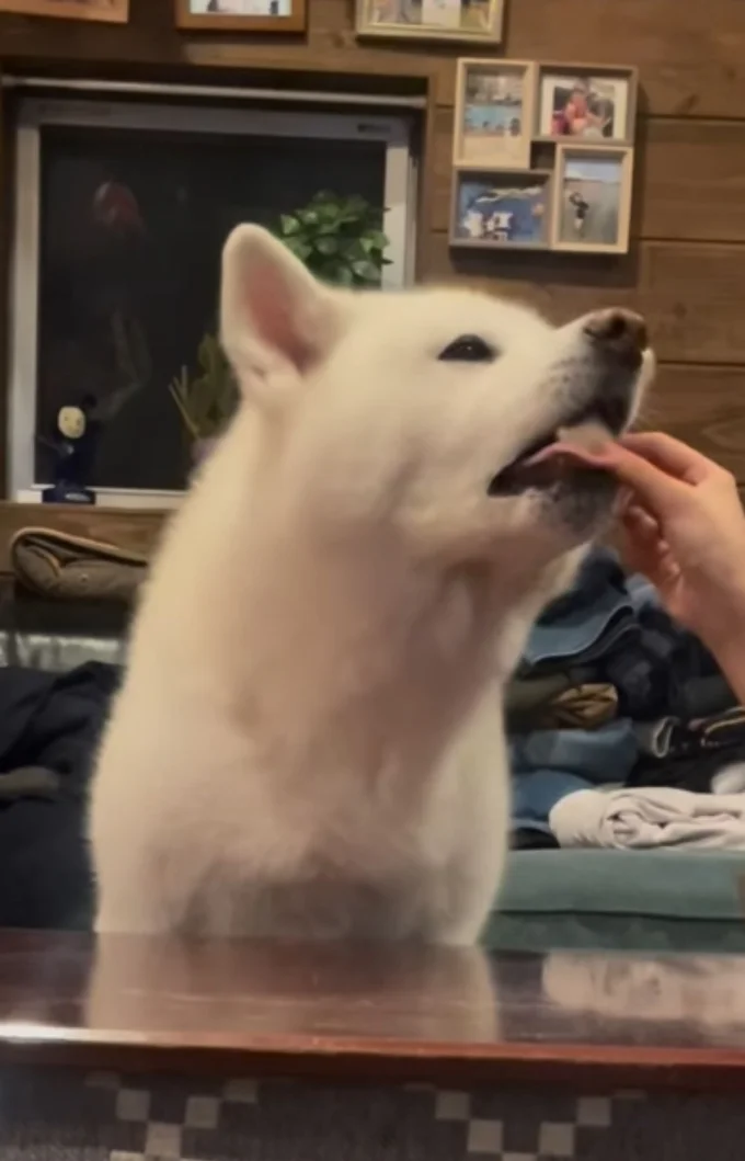 リンゴをパクリ▶もっとほしい!(⇒次へ)