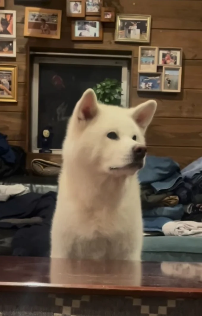 コタツが大好き!▶小腹が空いちゃったな…(⇒次へ)