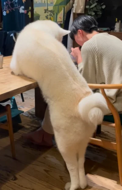 美味しい…？どんな味？▶秋田犬だけど実は…（⇒次へ）