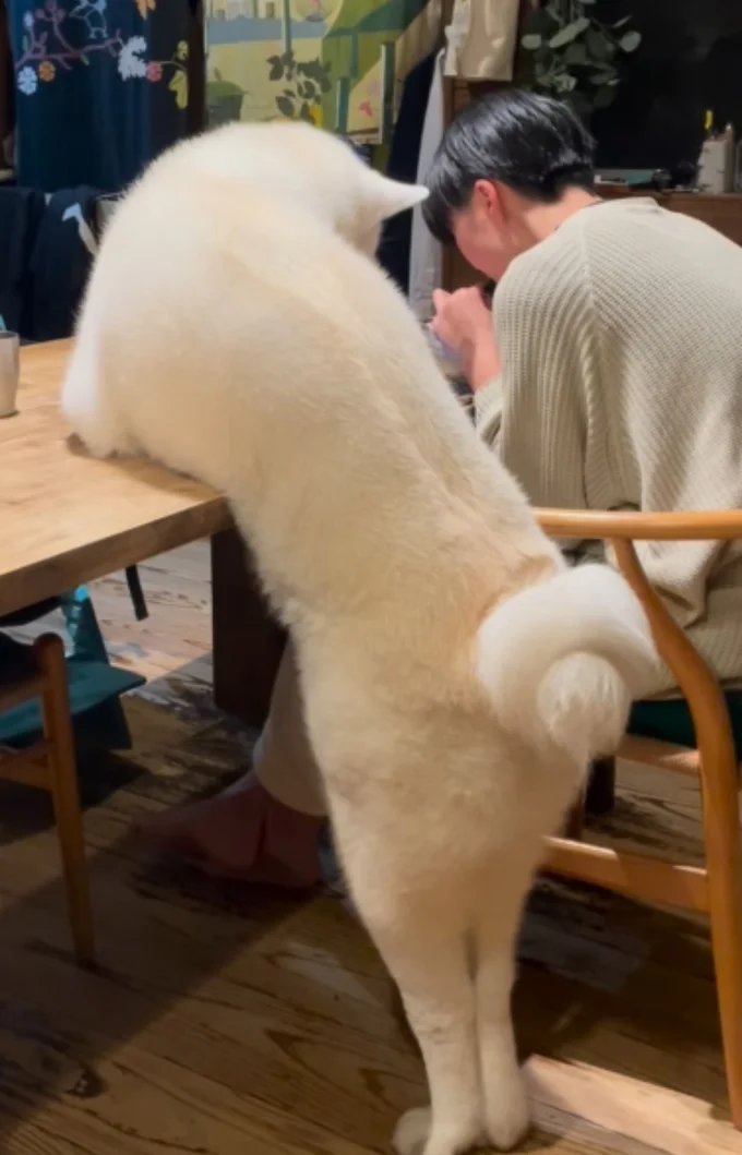 美味しい…?どんな味?▶秋田犬だけど実は…(⇒次へ)