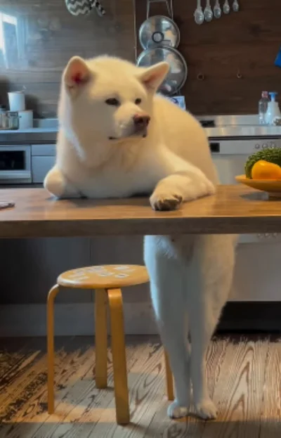 テーブル下の脚が人間のよう…▶姿勢を変えても…！？（⇒次へ）