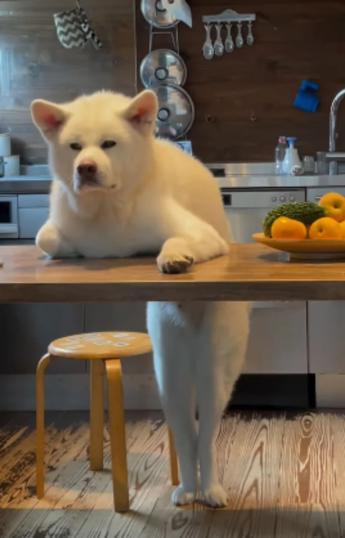 ダイニングテーブに寄りかかる、こちろうくん(⇒次へ)