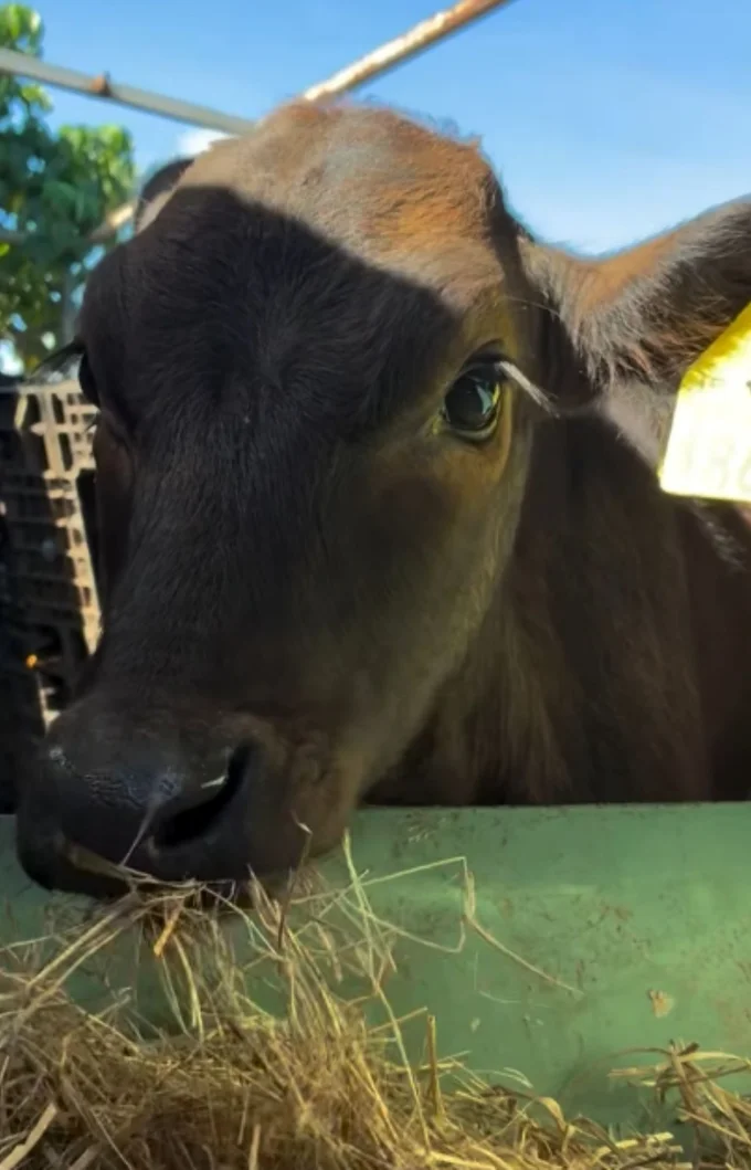 食欲旺盛な2歳の牛▶かまってくれ〜！（⇒次へ）