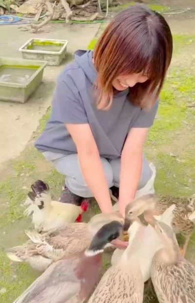 エサを競って食べる鶏や鴨▶（次画像からマイペースな柴犬との実録をえがいた『柴犬ぽんちゃん、今日もわが道を行く』が読めます）