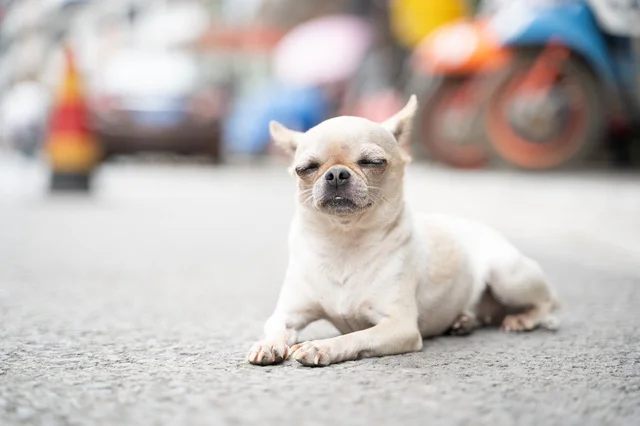 番犬を頼んだはずが…まさかの寝落ち⁉「可愛すぎて何も盗めない」「最強の番犬では？」