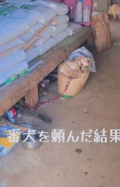 倉庫の番犬を頼まれた、まるこくん（⇒次へ）