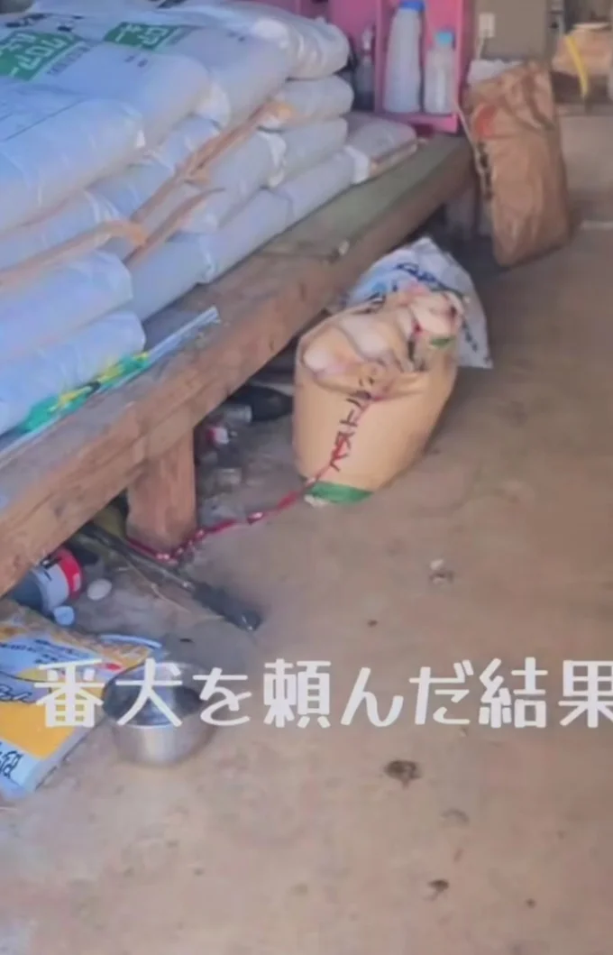 倉庫の番犬を頼まれた、まるこくん（⇒次へ）