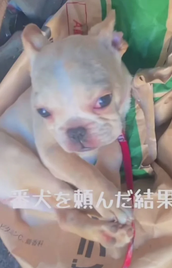 「しまった！」ハッと起き上がるまるこくん▶番犬を頼まれたのに寝てしまい…（⇒次へ）